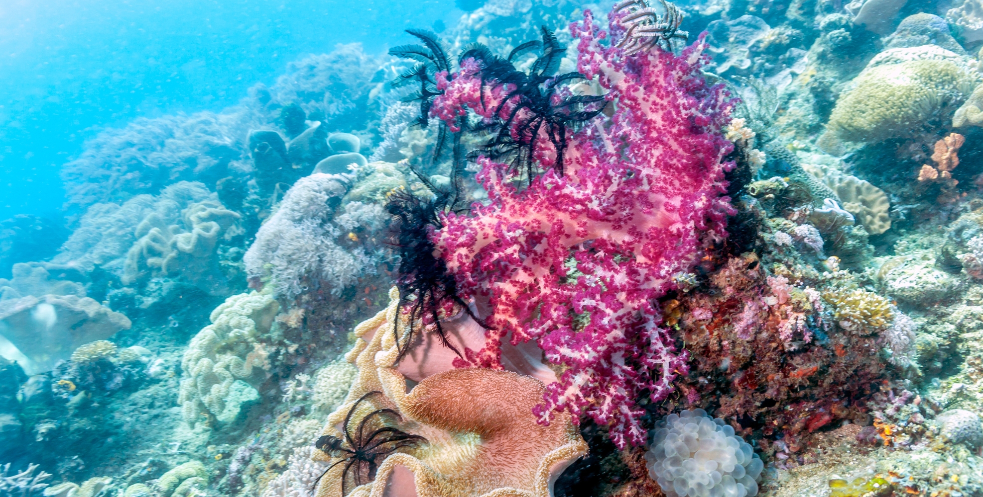 Diving Amed & Jemeluk Bay, Bali