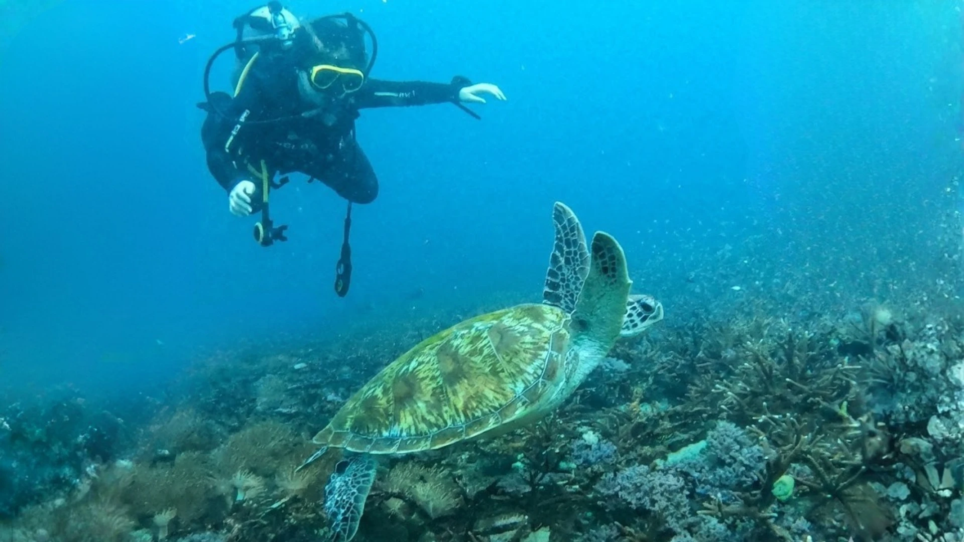 Diver with a green turtle in Padang Bai, Bali