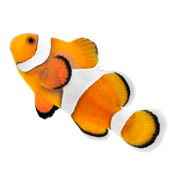 Clown Fish - ikan badut yang dikenal bersimbiosis dengan anemon