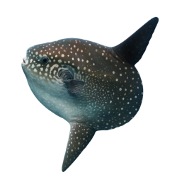 Mola-Mola - Ikan matahari yang unik dengan bentuk bulat pipih