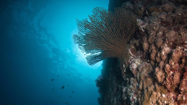 PADI Open Water Course In Bali: Costs, Curriculum, And What To Expect