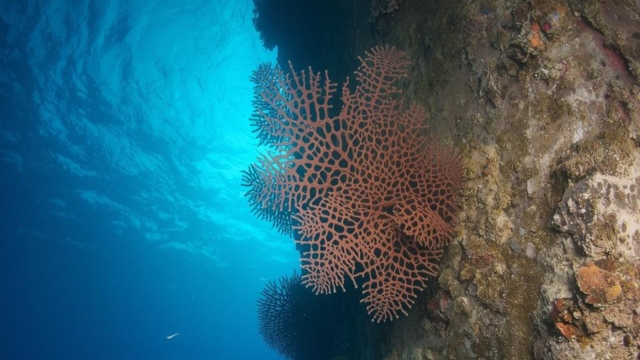 Drift Diving Safety How To Handle The Currents At Nusa Penida