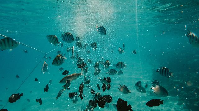 Meet Our Professional Dive Team