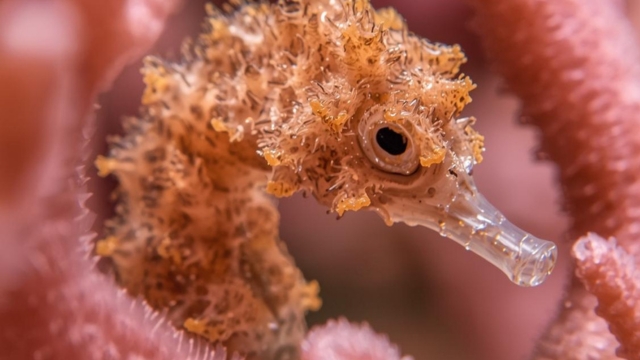7 Best Dive Centers In Bali How To Choose The Right Operator
