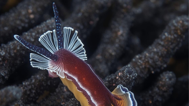 Bali Underwater Beauty