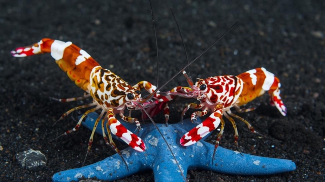 7 Best Dive Centers In Bali How To Choose The Right Operator