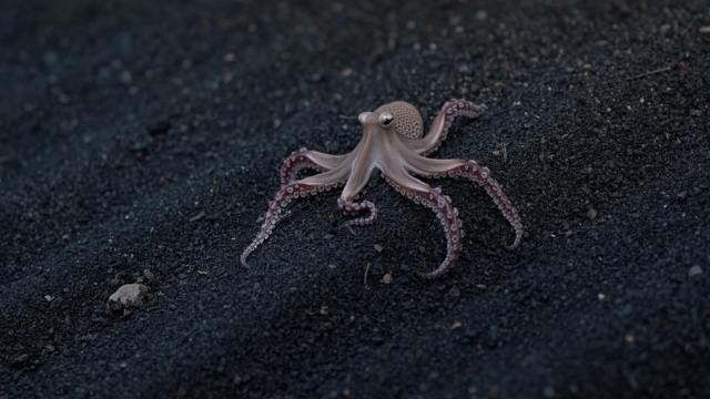 Ultimate Guide To Snorkeling In Bali Top Locations Tips And Best Time To Go