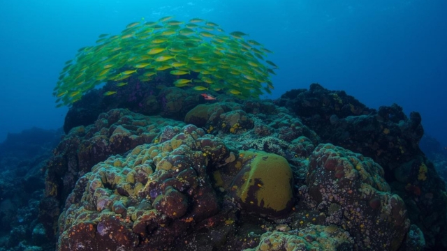Eco Friendly Diving How To Support Marine Conservation During Your Bali Trip