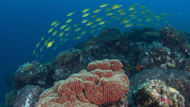 Vibrant Coral Reefs Nusa Penida