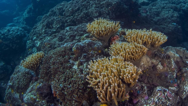 Snorkeling with tropical fish and coral reefs in Bali