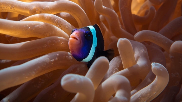 Best Time To Dive In Bali A Seasonal Guide To Weather And Visibility