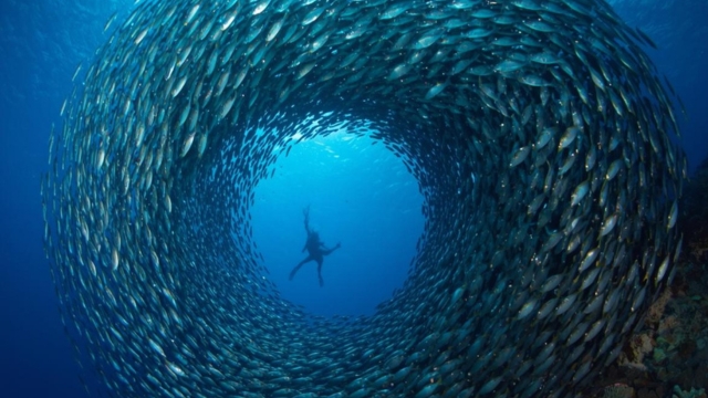 Diving Nusa Penida A Complete Guide To Manta Point And Crystal Bay