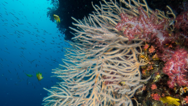 Best Time to Dive in Bali: A Seasonal Guide to Weather and Visibility in Bali